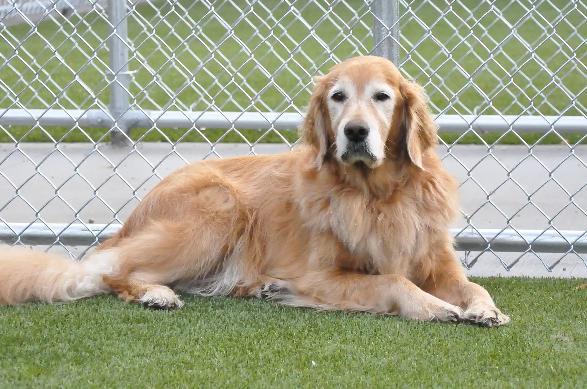 Whiskers Resort & Pet Spa Dog Daycare Grand Rapids, MI